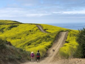 Crystal Cove hiking with meadow in bloom with yellow flowers and ocean in the distance.