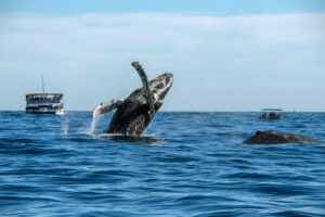 humpback wail breaching with whale-watching boats nearby.