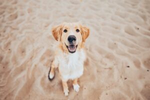 Dog on a pet friendly beach